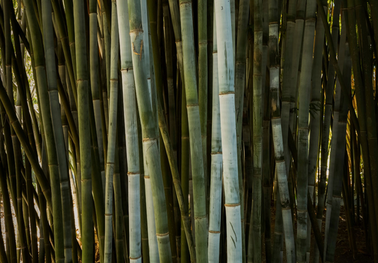 Take (tæke) or Bamboo?